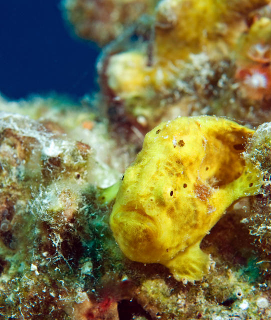 frogfish5