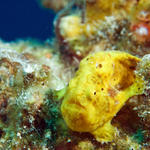 frogfish5