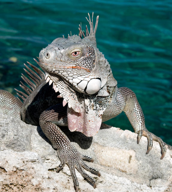 iguana