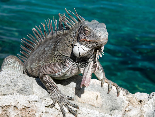 iguana1