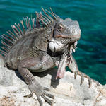 iguana1