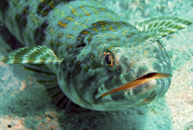 lizzardfish