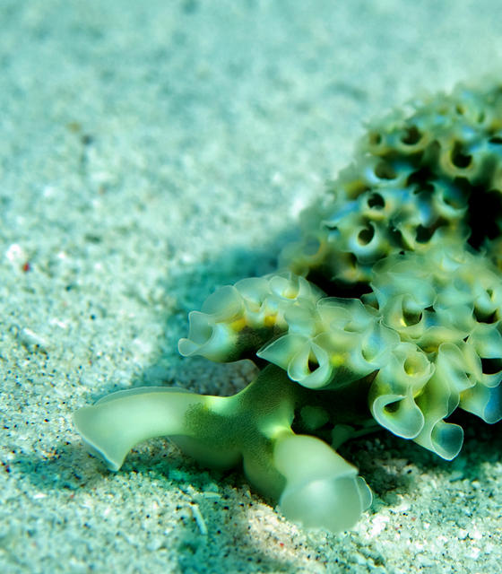 nudi