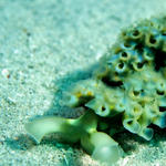 nudi