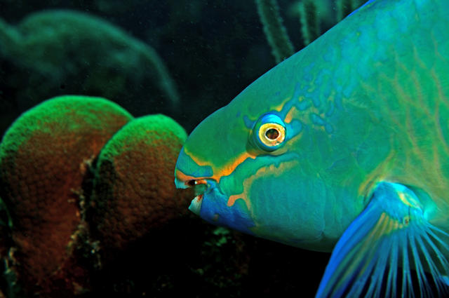 parrotfish