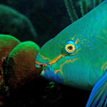 parrotfish