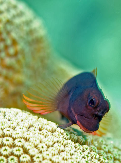 redlippedblenny