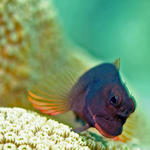 redlippedblenny