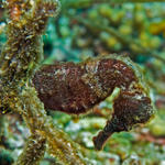 seahorse2