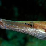 trumpetfish