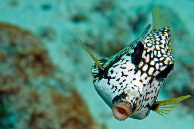 trunkfish