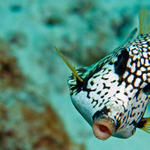 trunkfish