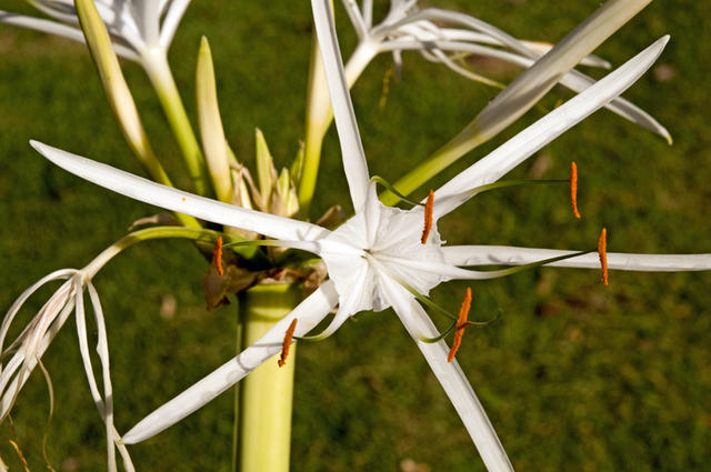 1flowersspiderlilly