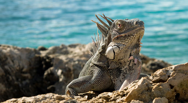 1iguana1