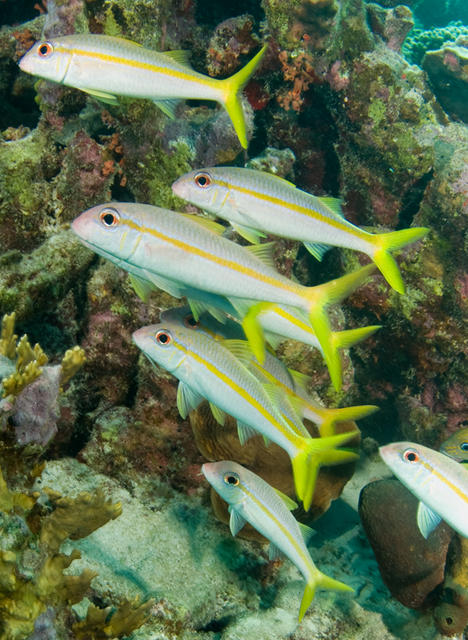 2goatfish