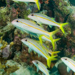 2goatfish