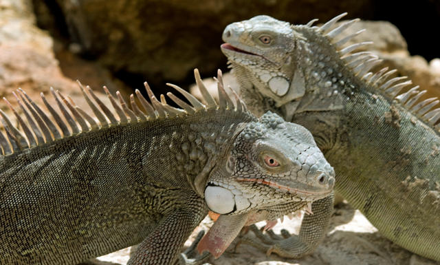 3iguanax2