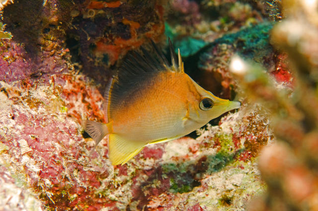 3longnosebutterflyfish