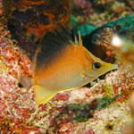 3longnosebutterflyfish