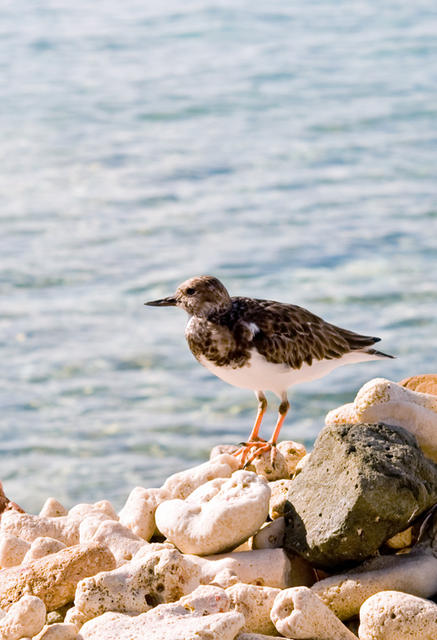 3sandpiper