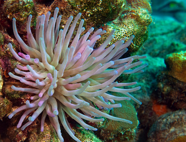 4anemone