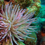 4anemone