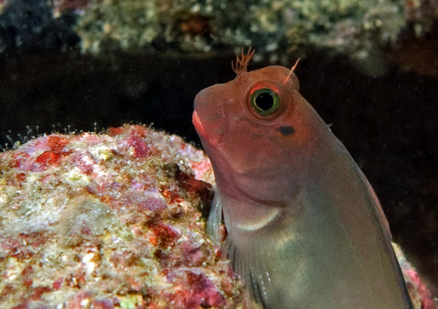 4blenny