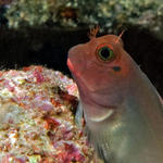 4blenny