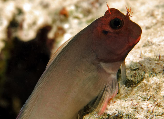 4blenny1