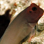 4blenny1