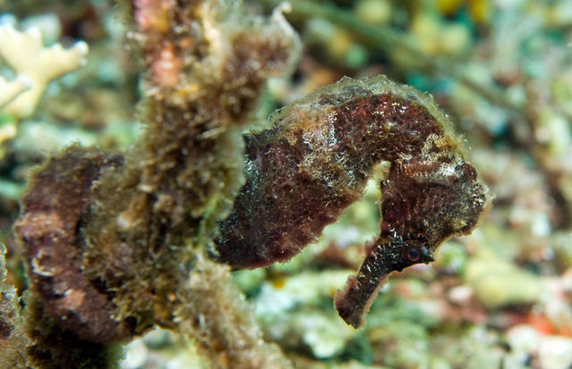 4brownseahorse