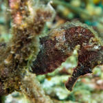 4brownseahorse