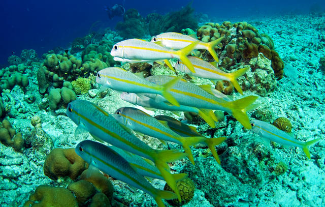 4goatfish