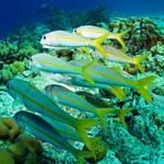 4goatfish