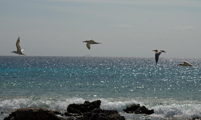 4gulls