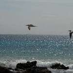 4gulls