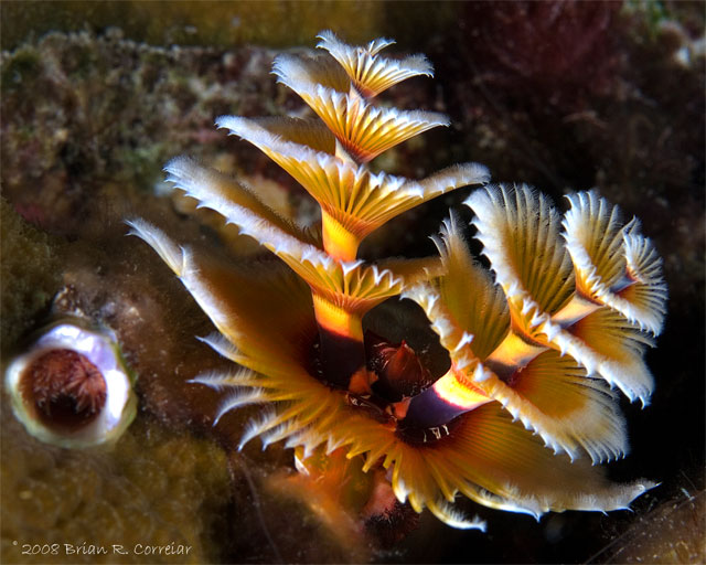 Bonaire_08_D-1_215_edited-1