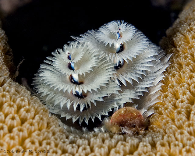 Bonaire_2008_D-2_391_edited