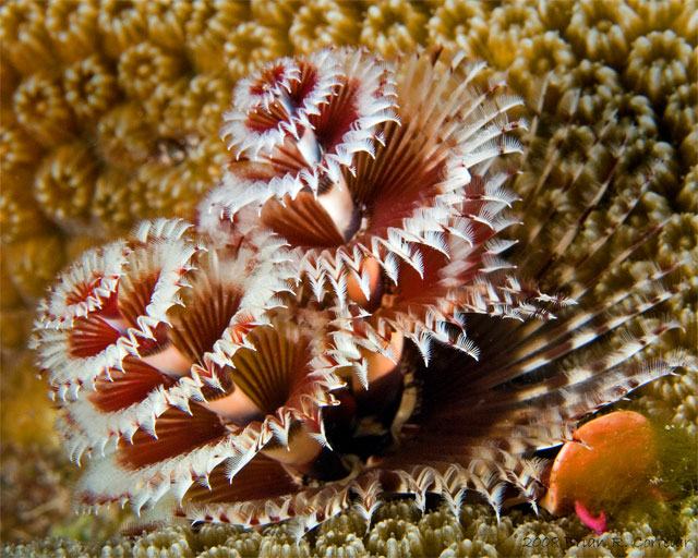 Bonaire_2008_D-2_396_edited