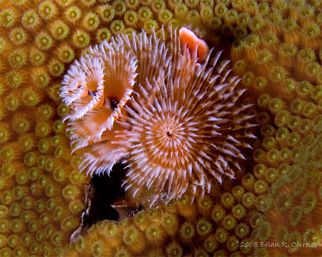 Bonaire_2008_D-2_405_edited