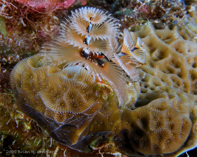 Bonaire_2008_D-3_038_edited