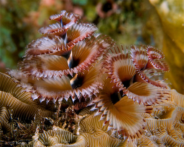 Bonaire_2008_D-3_062_edited