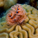 Bonaire_2008_D-3_150_edited