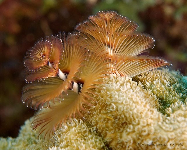 Bonaire_2008_D-3_154_edited