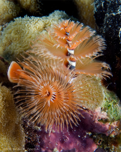 Bonaire_2008_D-3_157_edited