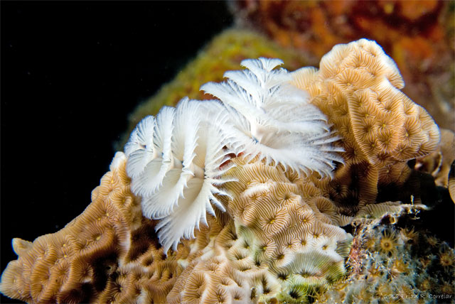 Bonaire_2008_D-5_048_edited