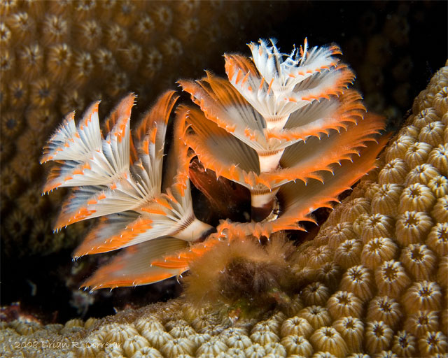 Bonaire_2008_D-5_065_edited