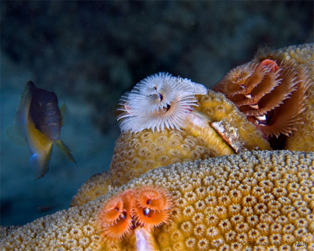 Bonaire_2008_D-5_087_edited