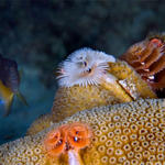 Bonaire_2008_D-5_087_edited