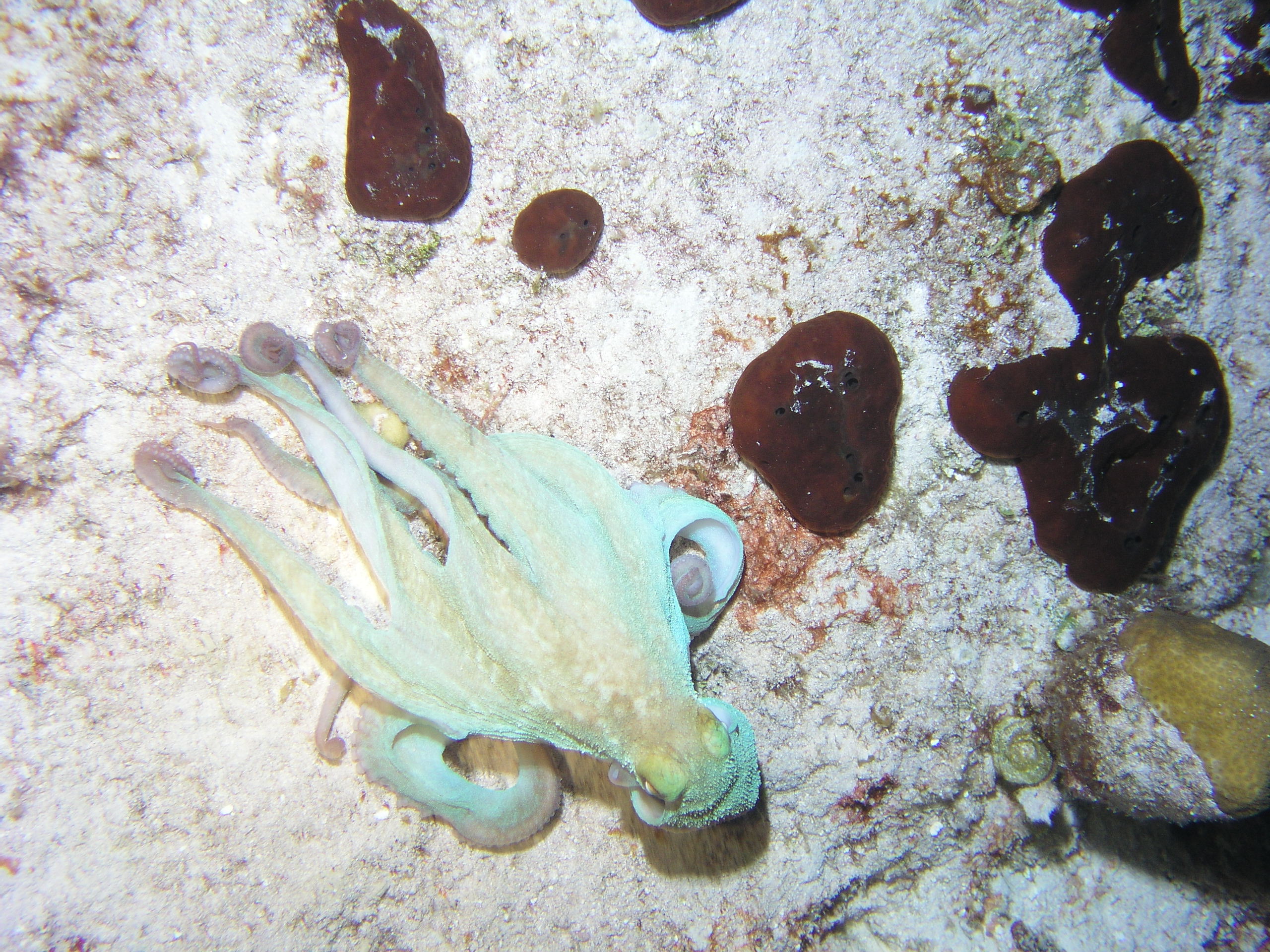 octopus cozumel 04